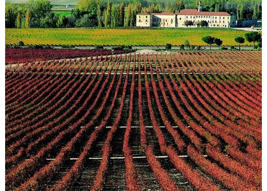 Bodegas Vega Sicilia, producteur de vins de la Ribera del Duero